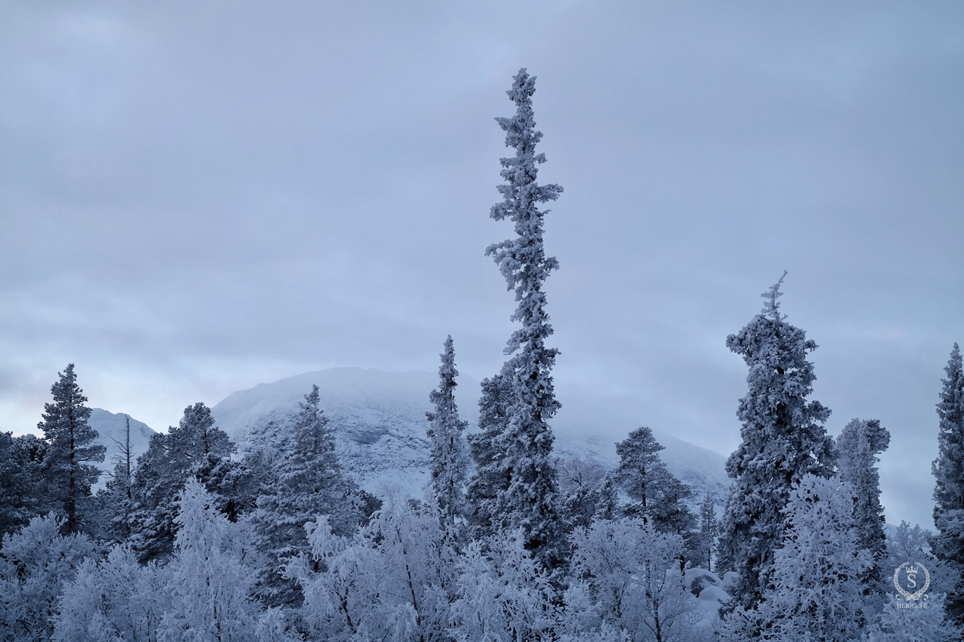 Stora Sjöfallet National Park - Herr S