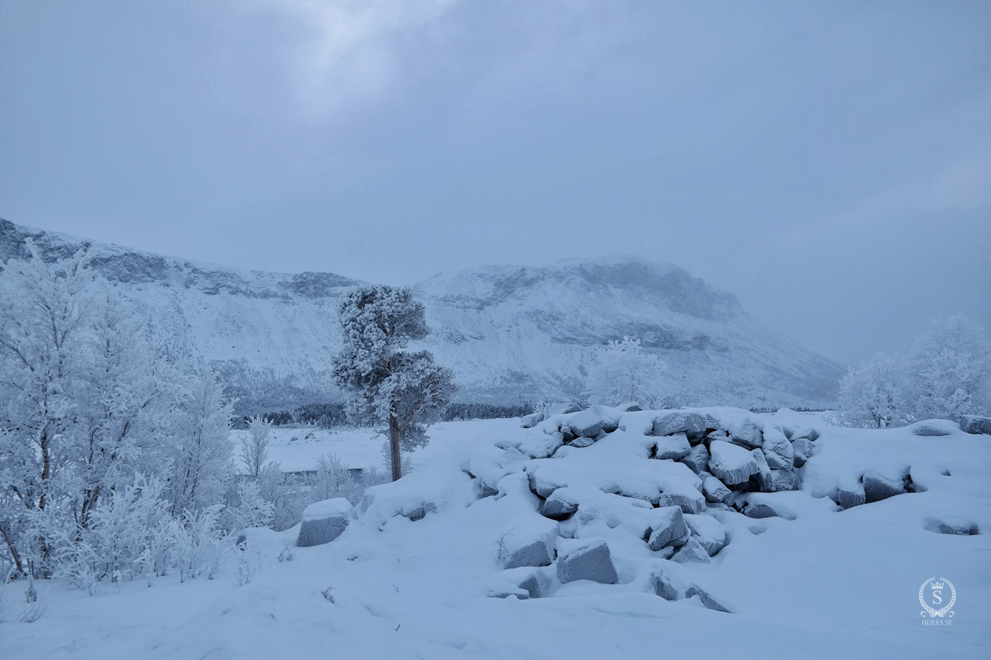 Stora Sjöfallet National Park - Herr S