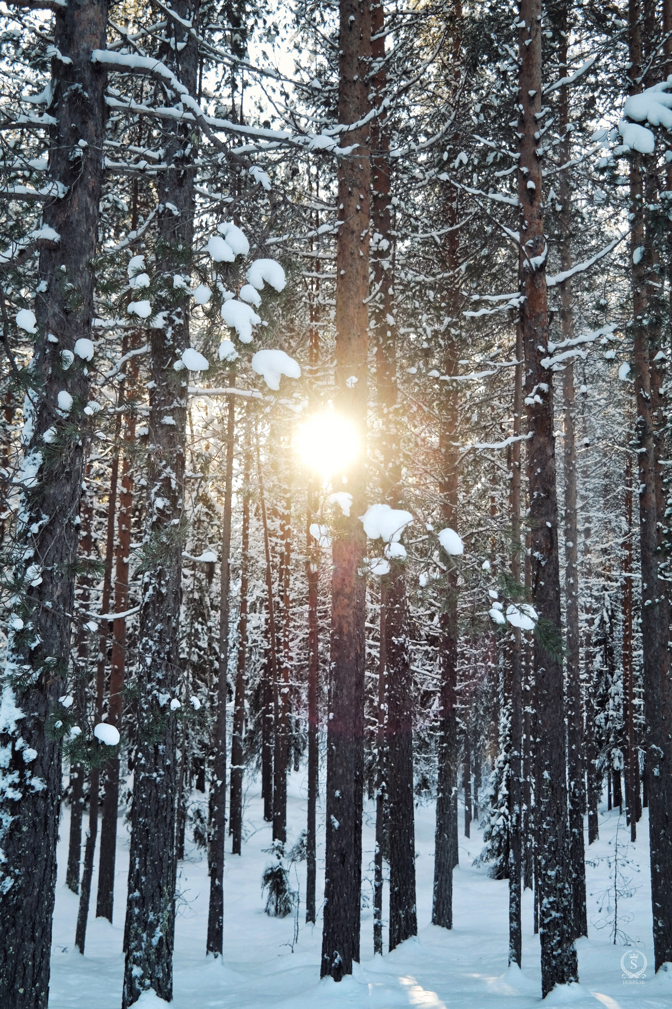 Storforsen Älvsbyn - Herr S